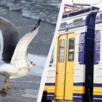 Літній експрес: Одеса – Кароліно-Бугаз. Новий потяг курсуватиме на вихідних.