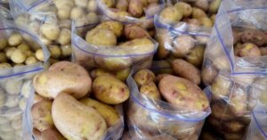 Молода картопля в Україні дешевшає: актуальні ціни та прогнози