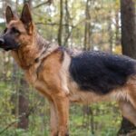 7 ідеальних порід для новачків: собаки-охоронці, які безпечно захистять ваш дім
