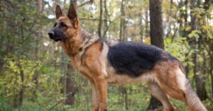 7 ідеальних порід для новачків: собаки-охоронці, які безпечно захистять ваш дім