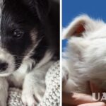 Незворотна Пригода: Перші Кроки З Новим Чотирилапим Другом У Вашій Домівці