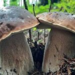 Червиві гриби: дегустація з ризиком чи грибна економія