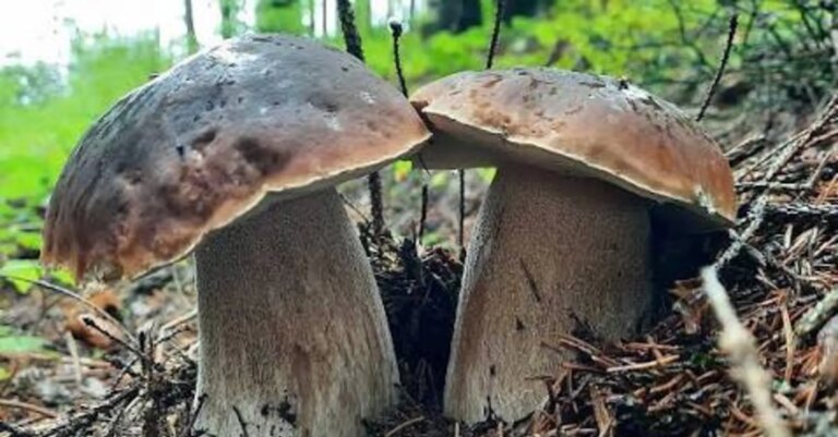 Червиві гриби: дегустація з ризиком чи грибна економія