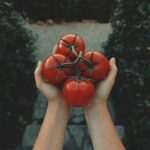 Копійчана таблетка трансформує помідори: червоні та м’ясисті плоди гарантовані