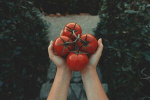 Копійчана таблетка трансформує помідори: червоні та м’ясисті плоди гарантовані