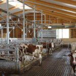 Будівництво корівників, пташників і свинарників. Сучасні ферми з металу та сендвіч-панелей